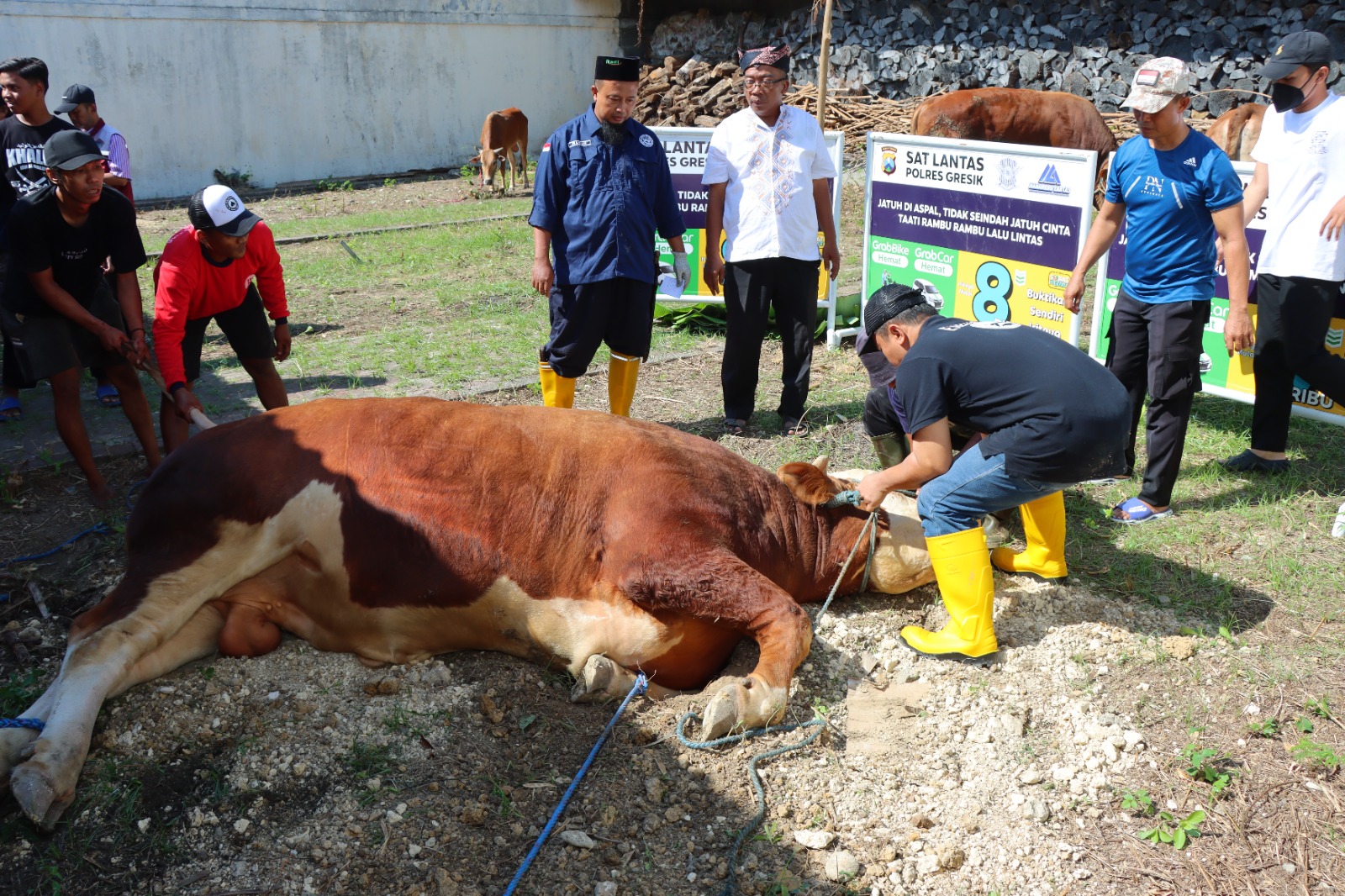 Polres Gresik Menyerahkan Sebanyak 86 Hewan Qurban di Hari Raya Idul Adha 1445 H